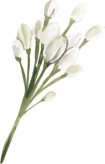 White floral buds sprig watercolor illustration